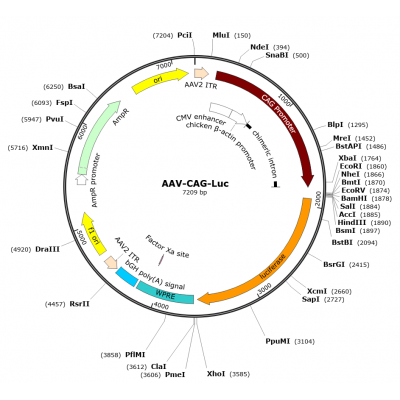 AAV CAG-fLuc (30 µl)