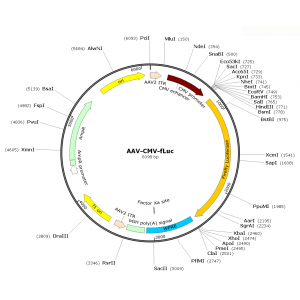 AAV CMV-Luc  (30 µl)