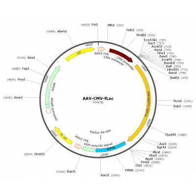 AAV CMV-Luc  (30 µl)