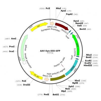 AAV Syn-DOI-GFP (30 µl)