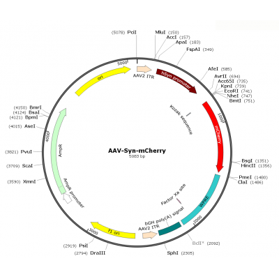 AAV Syn-mCherry (30 µl)