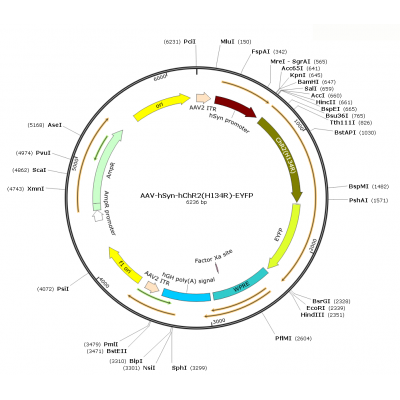 AAV Syn-hChR2-EYFP (30 µl)