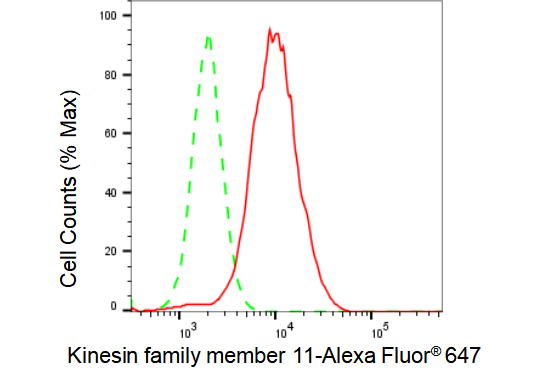 kinesin family member 11 antibody