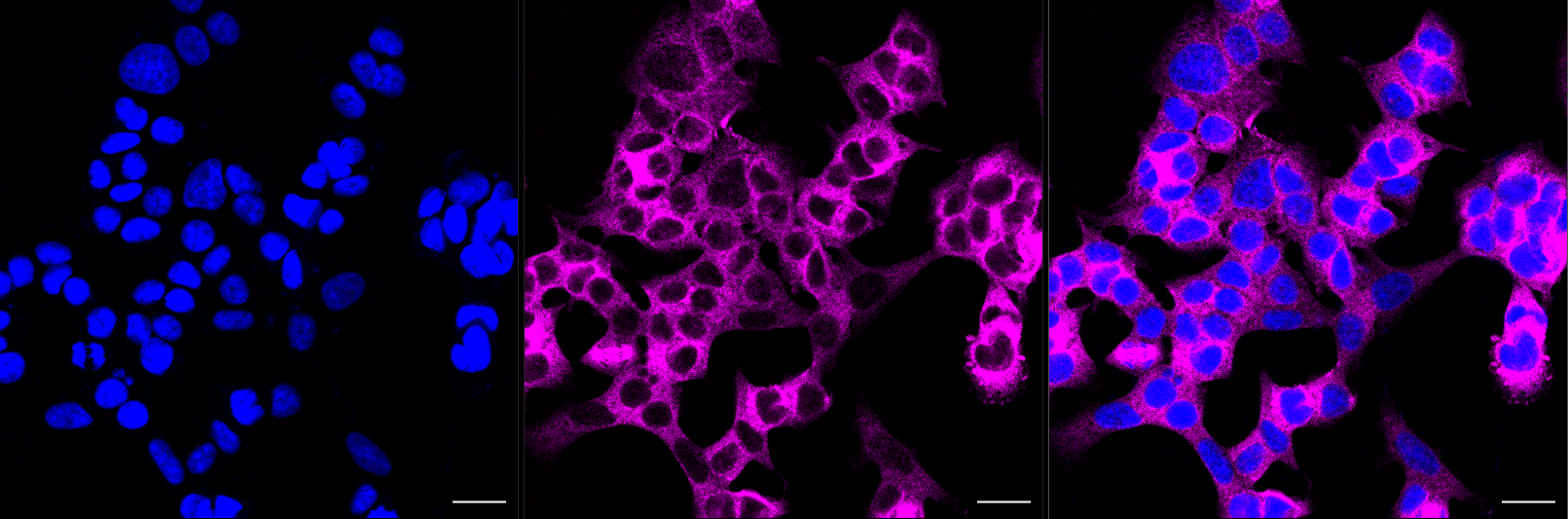 KIF11 Rabbit monoclonal antibody