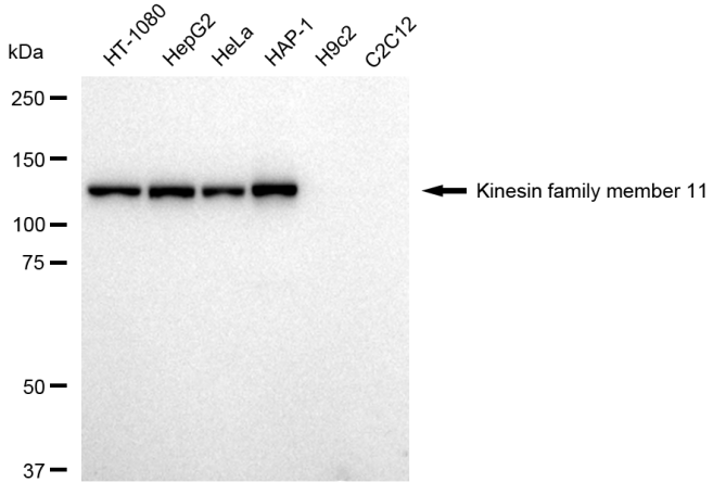 KIF11 Rabbit mAb