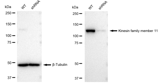 KIF11 monoclonal antibody