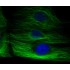 LiFluor™ 488 Fluorescent Dye (5 mg)