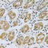 KO-Validated SERPINB5 Rabbit pAb (20 μl)