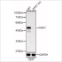 KO-Validated MEK7 Rabbit mAb (20 μl)