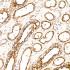 KD-Validated LAMP1 Rabbit pAb (20 μl)