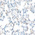 KO-Validated SOD2 Rabbit mAb (20 μl)