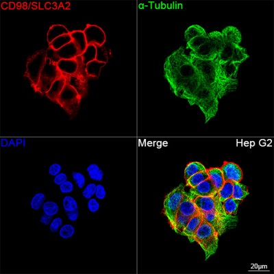 KD-Validated CD98/SLC3A2 Rabbit PolymAb® (20 μl)