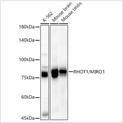 KD-Validated RHOT1/MIRO1 Rabbit pAb (20 μl)