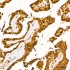 KD-Validated METTL3 Rabbit mAb (20 μl)