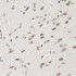 KO-Validated WSTF Rabbit pAb (20 μl)