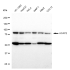 KD-Validated ACAP2 Rabbit mAb (20 μl)