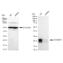 KD-Validated EIF4EBP1 Rabbit mAb (20 μl)