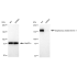 KD-Validated DIAPH1 Rabbit mAb (20 μl)