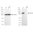 KD-Validated MCM6 Rabbit mAb (20 μl)