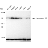 KD-Validated NUP155 Rabbit mAb (20 μl)