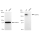 KD-Validated IQGAP2 Rabbit mAb (20 μl)