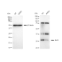 KD-Validated Bcl10 Rabbit mAb (20 μl)