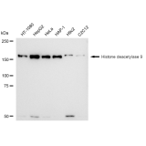 KD-Validated HDAC9 Rabbit mAb (20 μl)