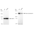 KD-Validated HDAC9 Rabbit mAb (20 μl)