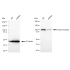 KD-Validated INSR Rabbit mAb (20 μl)