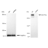 KD-Validated PRKDC Rabbit mAb (20 μl)