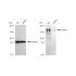 KD-Validated MERTK Rabbit mAb (20 μl)