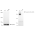 KD-Validated Phospho-PRKDC (S2056) Rabbit mAb (20 μl)