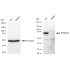 KD-Validated RPS6KA1 Rabbit mAb (20 μl)
