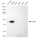 KD-Validated NEK2 Rabbit mAb (20 μl)