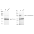 KD-Validated TAX1BP1 Rabbit mAb (20 μl)