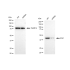 KD-Validated IDH1 Rabbit mAb (20 μl)