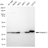 KD-Validated GAL3 Rabbit mAb (20 μl)