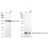 KD-Validated PPIF Rabbit mAb (20 μl)