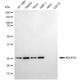 KD-Validated NDUFS3 Rabbit mAb (20 μl)