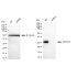 KD-Validated NDUFS3 Rabbit mAb (20 μl)