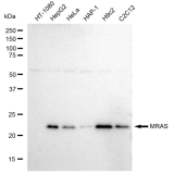 KD-Validated MRAS Rabbit mAb (20 μl)