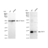 KD-Validated RAC3 Rabbit mAb (20 μl)