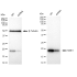 KD-Validated NME1 Rabbit mAb (20 μl)