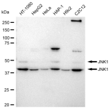 KD-Validated JNK1 Rabbit mAb (20 μl)