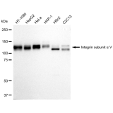 KD-Validated ITGAV Rabbit mAb (20 μl)