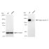 KD-Validated ITGAV Rabbit mAb (20 μl)