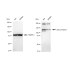 KD-Validated JAK1 Rabbit mAb (20 μl)