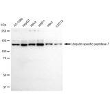 KD-Validated USP7 Rabbit mAb (20 μl)