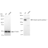 KD-Validated USP7 Rabbit mAb (20 μl)