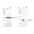 KD-Validated RAD51 Rabbit mAb (20 μl)